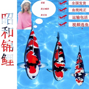 昭和锦鲤直播间专用链接