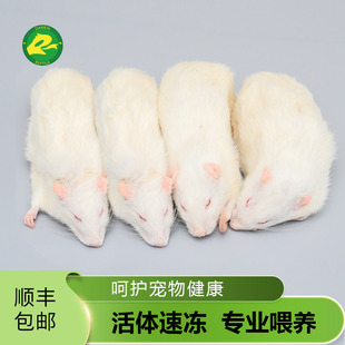 顺丰包邮冷冻大白鼠速冻乳鼠白霜粉皮跳睁眼断奶压成宠物饲料爬宠