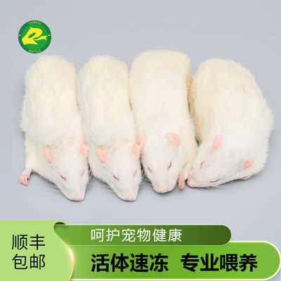 顺丰包邮冷冻大白鼠速冻乳鼠白霜粉皮跳睁眼断奶压成宠物饲料爬宠