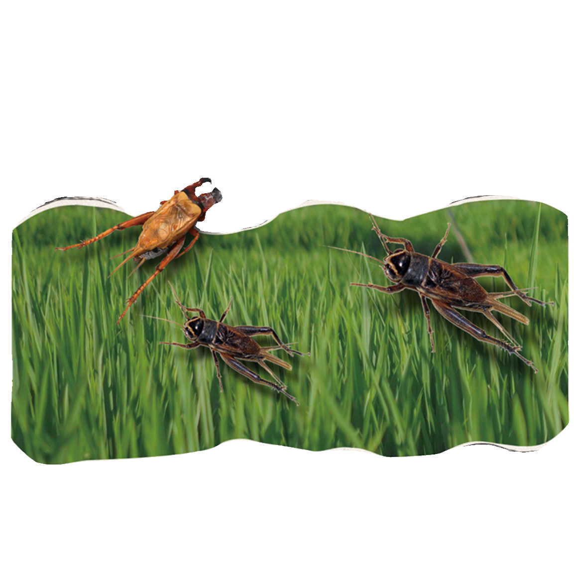 鲜冻油葫芦白蟋蟀非活体饲料包邮