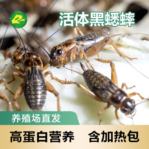 油葫芦活体蟋蟀黑蟋蟀