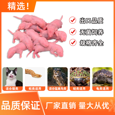 红皮粉皮小白鼠活鼠活体