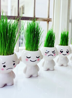 小盆栽桌面迷你绿植包发芽