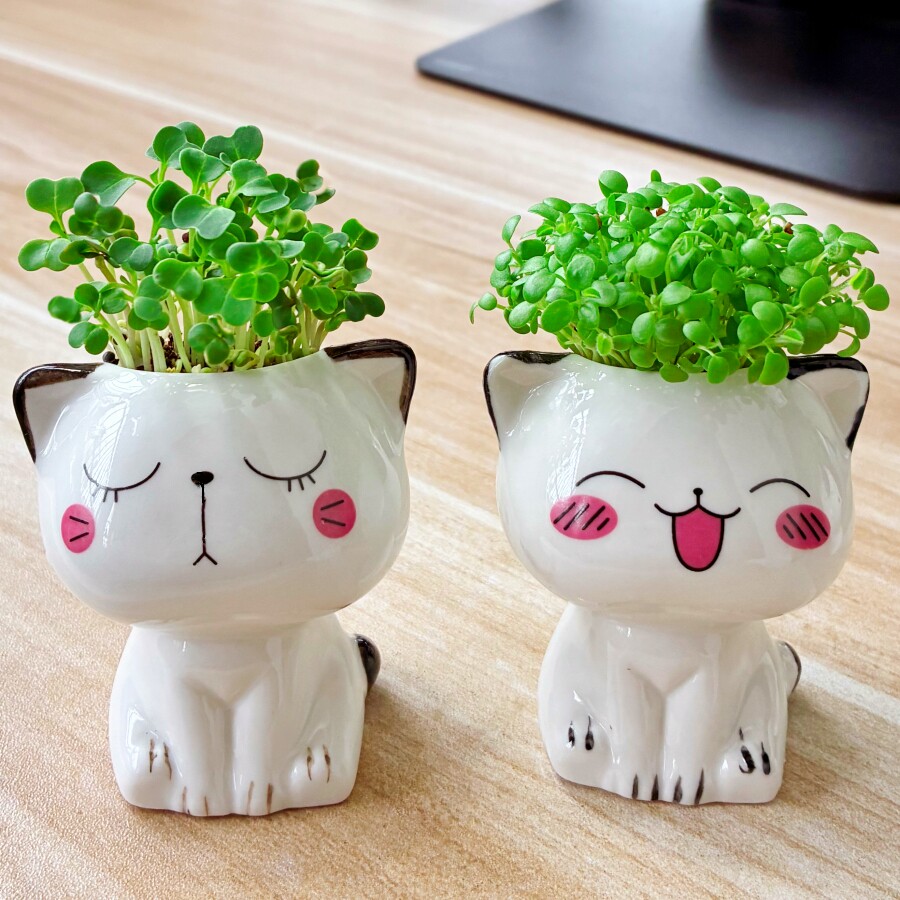 幼儿园儿童种植小盆栽植物种子草籽娃娃草头娃娃迷你陶瓷腮红小猫