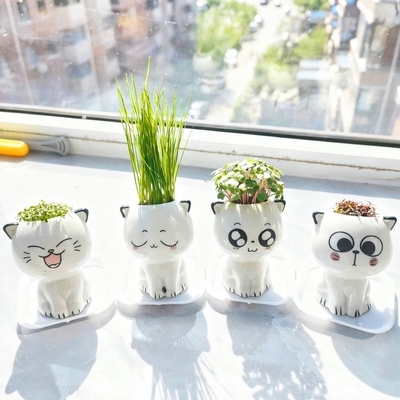 包发芽草头娃娃桌面迷你小绿植