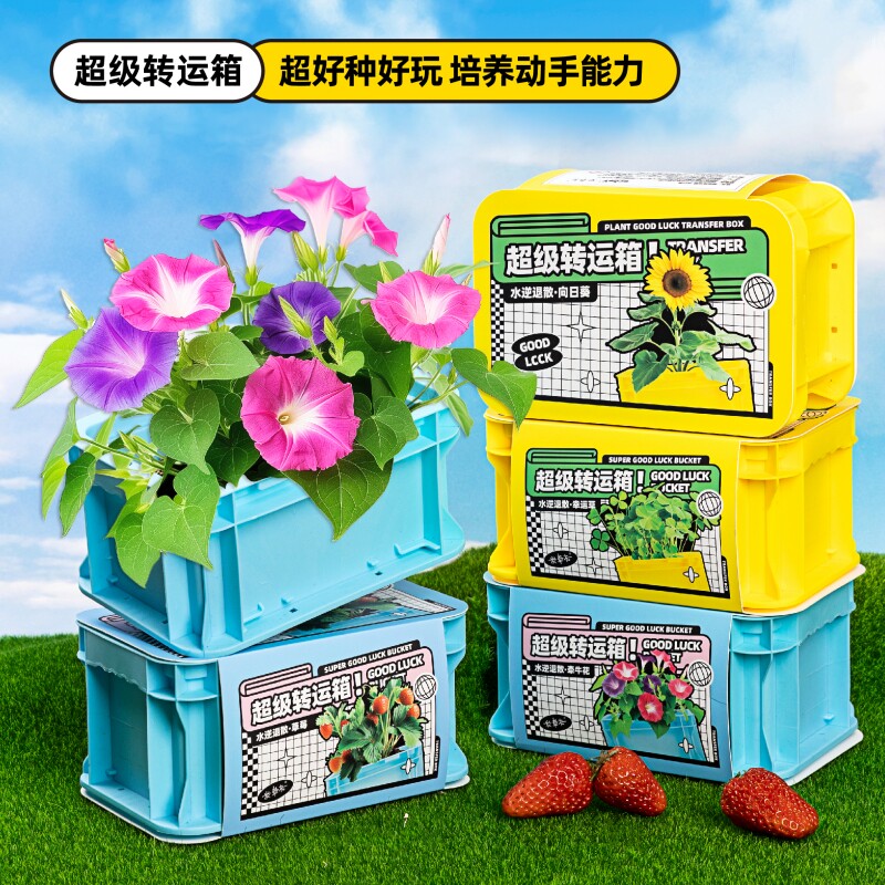 儿童种植小盆栽牵牛花喇叭花种子番茄学生观察植物生菜向日葵草莓