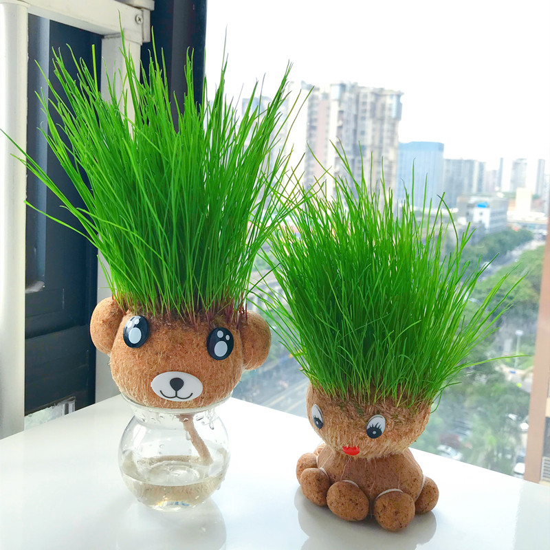 开花草头娃娃头上长草植物娃娃种子发芽观察绿植儿童种植小盆栽