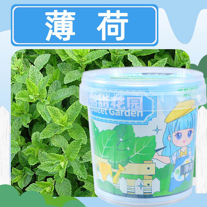 小花农儿童种植小盆栽套装透明观察盒薄荷可食用香草种子自种植物