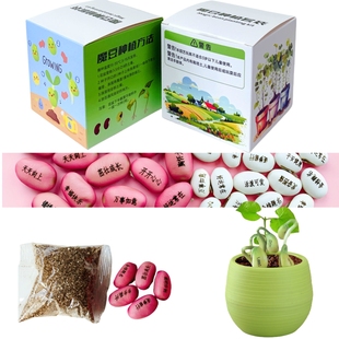 魔法豆種子許愿豆魔豆種子刻字定制豆子兒童種植盆栽學生創意禮物