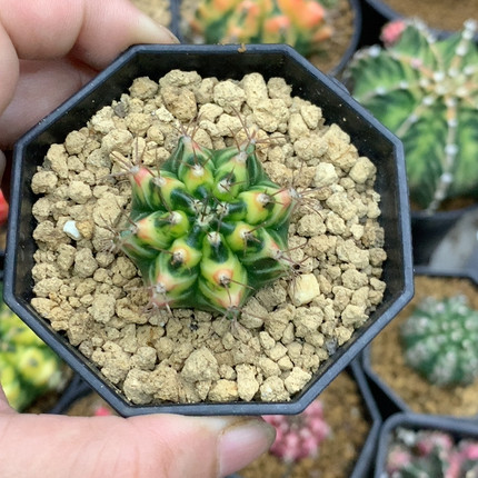 侧牙