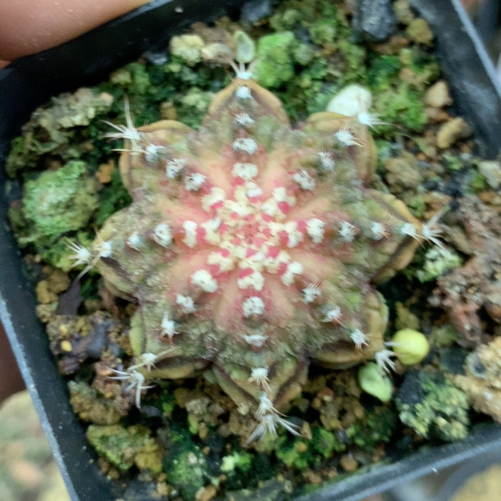 特,鲜花速递/花卉仿真/绿植园艺,多肉植物,淘宝优惠券,粉丝福利购,淘宝优惠卷