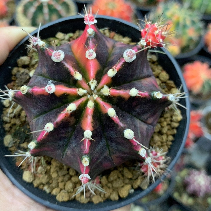 158,鲜花速递/花卉仿真/绿植园艺,多肉植物,淘宝优惠券,粉丝福利购,淘宝优惠卷