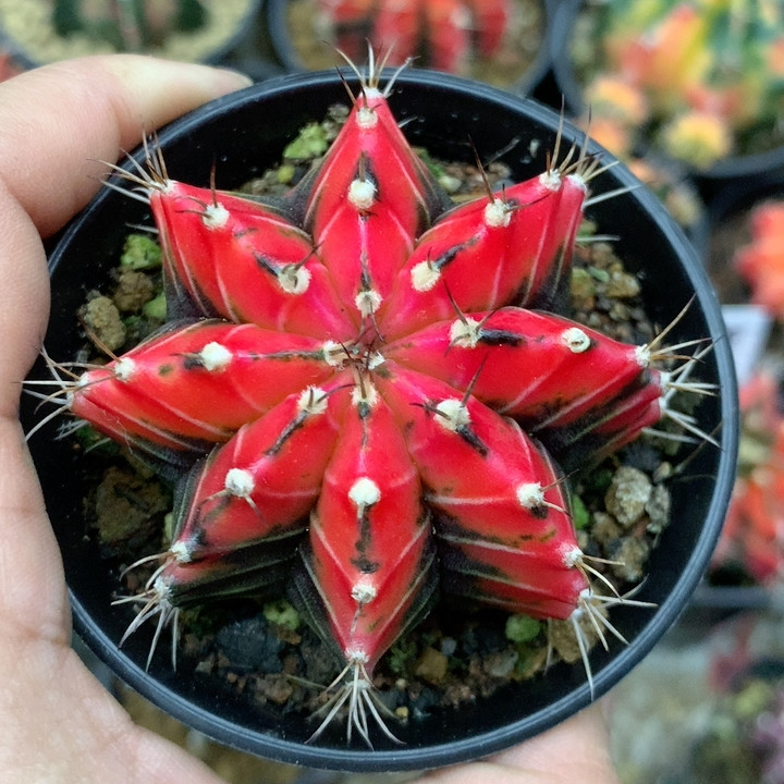 128,鲜花速递/花卉仿真/绿植园艺,多肉植物,淘宝优惠券,粉丝福利购,淘宝优惠卷