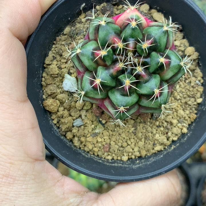 丽舍锦,鲜花速递/花卉仿真/绿植园艺,多肉植物,淘宝优惠券,粉丝福利购,淘宝优惠卷