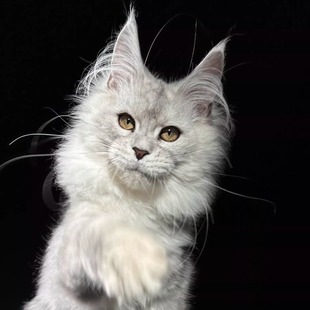 177号浅银缅因猫大嘴套爆毛博侍缅因烟灰色银虎可选