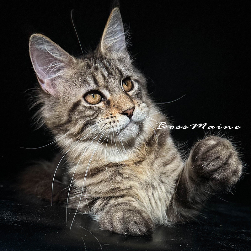 131号母棕虎3+月龄缅因猫大嘴套爆毛博侍缅因烟灰色银虎可选