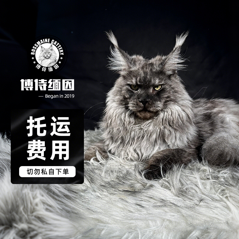 烟灰色银虎斑公母缅因猫