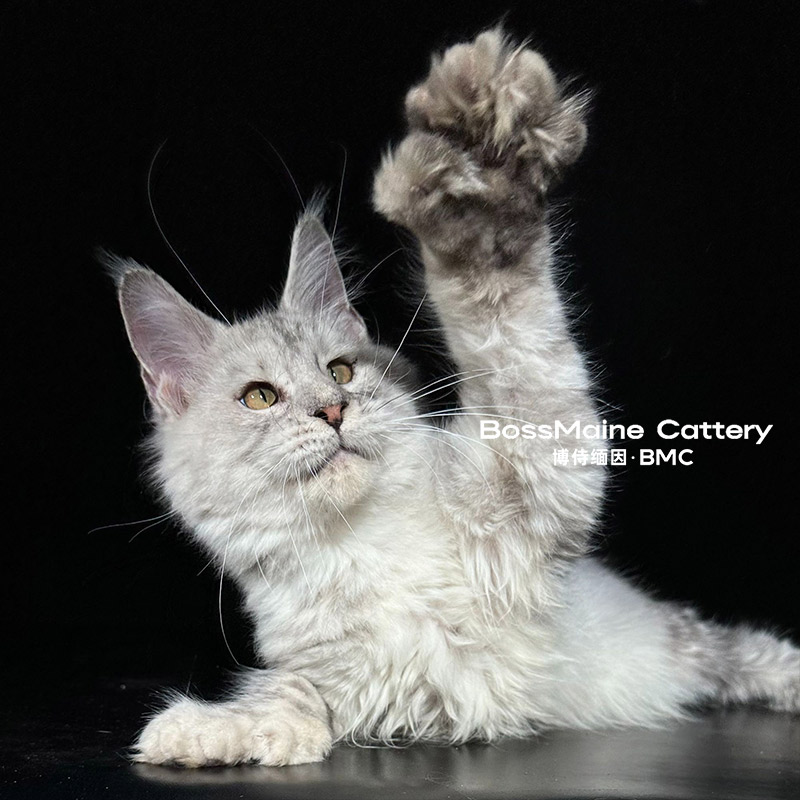 139号银虎色母3月龄缅因猫大嘴套爆毛博侍缅因烟灰色银虎可选