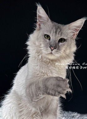 3号Ns12阴影色缅因猫大嘴套爆毛博侍缅因烟灰色银虎可选