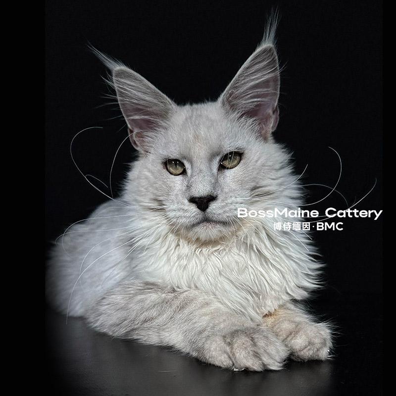 269号公NS12阴影色4+月龄缅因猫大嘴套爆毛博侍缅因烟灰色银虎选