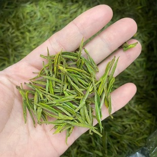 2025新茶安吉白茶茶叶绿茶清香型兰香子明前头采春茶白茶50g 包邮