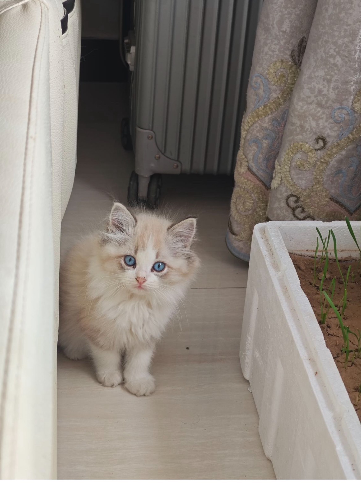 纯种布偶猫幼猫蓝双海双色纯白布偶猫幼崽活体宠物猫咪猫粮