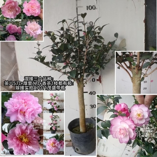 混接 根接各种茶花盆栽 混接茶花 一树多品种嫁接