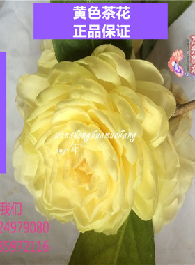 正黄旗茶花 纯黄色花系 正品 精品盆栽茶花  名贵黄茶花
