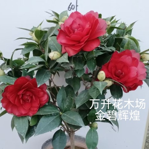金碧辉煌茶花 黑赤丹茶花 新品种茶花黑红色