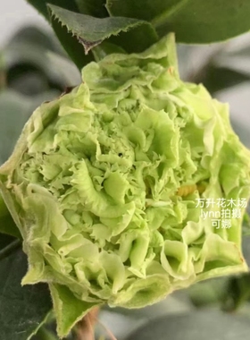 可娜茶花 绿云茶花 珍贵茶花 绿色系列茶花 玛依