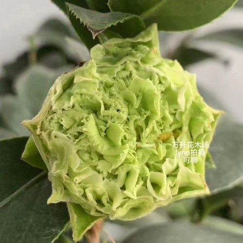 可娜茶花 绿云茶花 珍贵茶花 绿色系列茶花 玛依