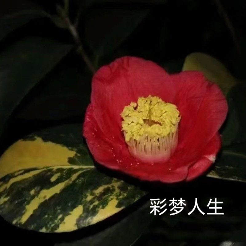 彩梦人生 叶艺茶花 单瓣茶花 香河云龙