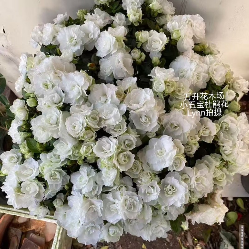 小五宝杜鹃花 白色杜鹃花 四季白杜鹃 西德玉杜鹃 白映山红