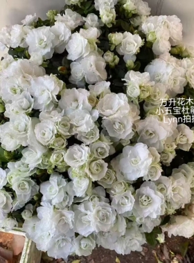 小五宝杜鹃花 白色杜鹃花 四季白杜鹃 西德玉杜鹃 白映山红