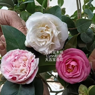 福建传统五色茶花 福建大五宝茶花 多色茶花 十样锦茶花