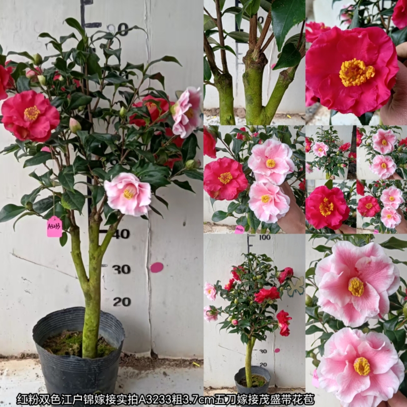 嫁接日系 吹雪白玉 越之吹雪 朝日之雪 桐谷绞 秀兰 羽衣 岩根绞