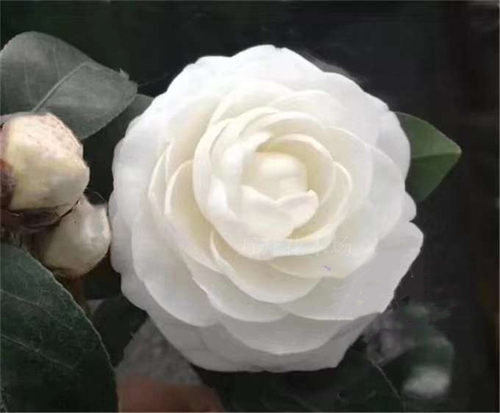 东方亮白山茶冬春开花