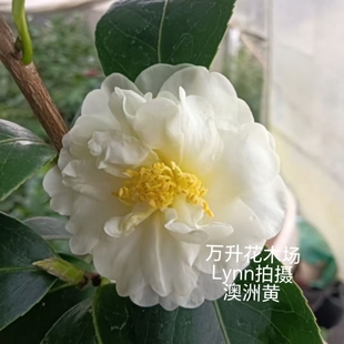 澳洲黄茶花 黄白色新品种 中小花