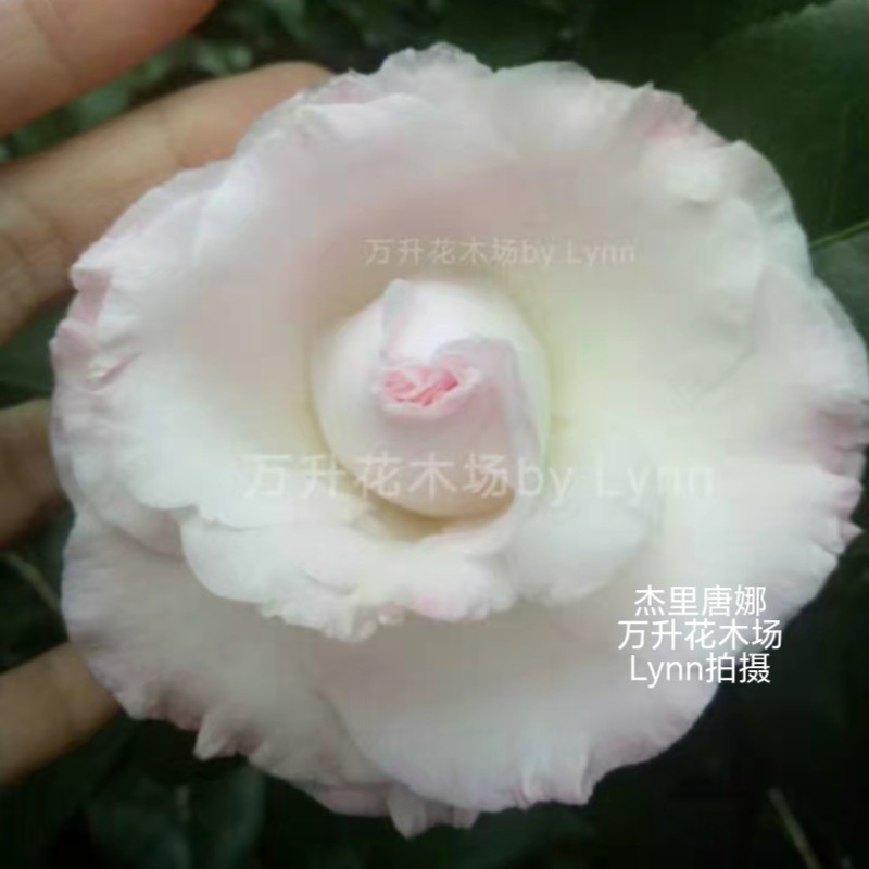 杰里唐娜茶花 名贵茶花 粉色梦幻系列茶花