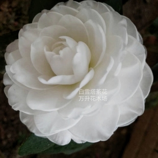 白雪塔茶花 纯白色茶花 香奈儿款花色经典白色茶花秀雅白齿轮茶花