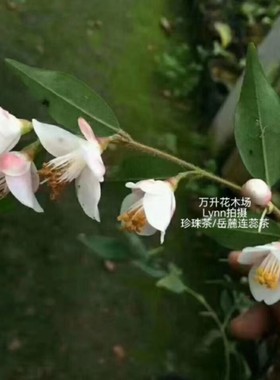 岳麓连蕊茶 珍珠茶 串串开花 名贵茶花