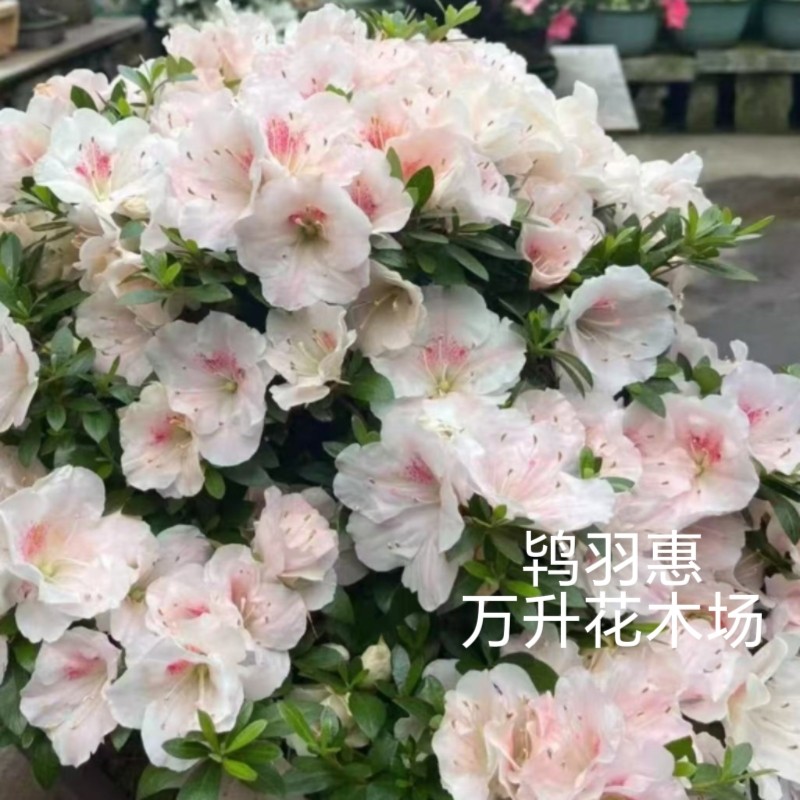 鸨羽惠杜鹃花，盆栽名贵杜鹃花时令草本花卉