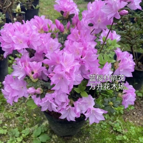 蓝樱杜鹃花 丹东杜鹃花 紫孔雀杜鹃花 紫玉 毛杜鹃 千重大紫 紫烟