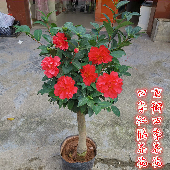 新品种四季杜鹃茶花 重瓣杜鹃茶花 红色大花 盆栽夏季可开花茶花