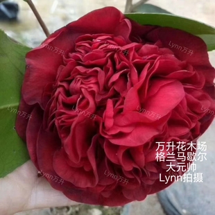 格兰马歇尔茶花 大元帅茶花 盆栽名贵茶花