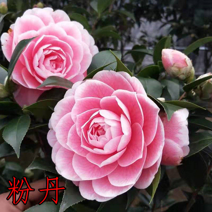 粉丹茶花 粉色山茶花 马可波罗梦三十尤安娜皇后幸福女神