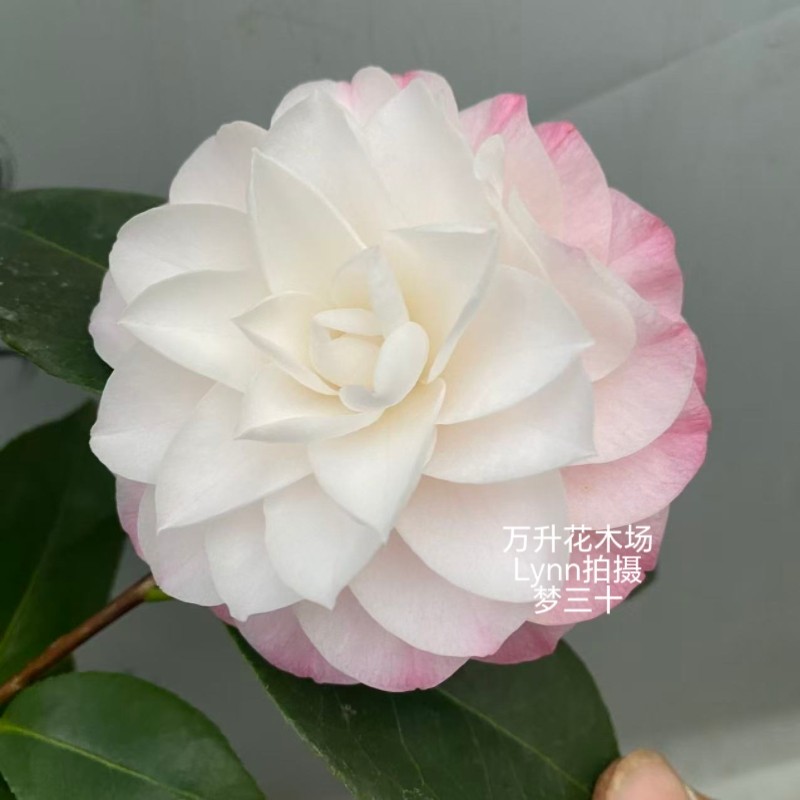 梦三十茶花 撒威达的梦，梦幻粉茶花 名贵盆栽