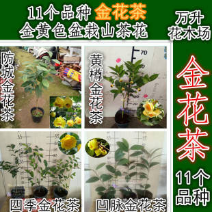 10个品种金花茶崇左四季黄樽金花茶毛瓣紫罗兰 茶花皇后