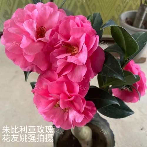 朱比利亚玫瑰茶花 云茶云杂 大花名贵品种
