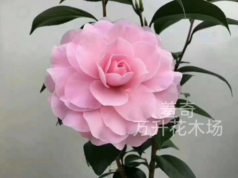 羞奇茶花 粉色茶花盆栽 皮尔麦斯威尔